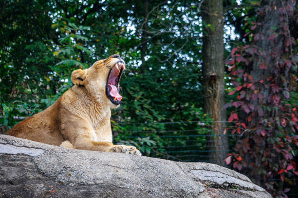 Lioness sleeping In a tree