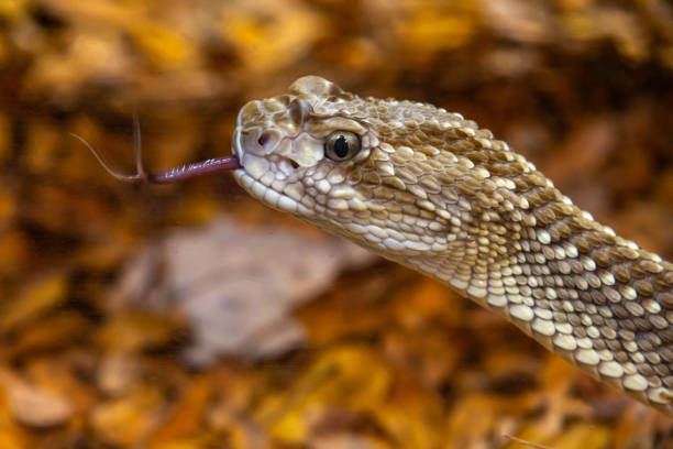 istock Crotalus basiliscus snake in Pittsburgh Zoo 2186356791