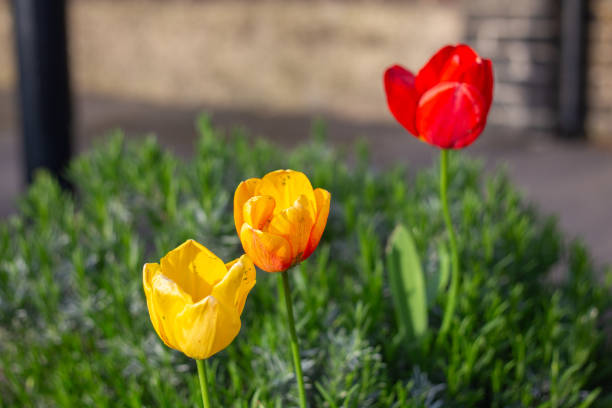 A beautiful display of yellow and red tulips flourishing in a lush green garden, basking in warm sunlight. Perfect for spring or nature-related themes.