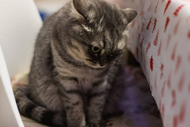 A cute gray British cat with light green eyes lies in the box house and looks down