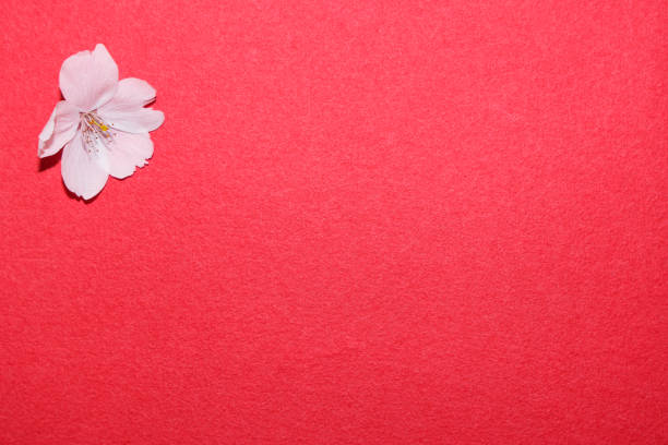cherry blossom on red paper background with copy space for text