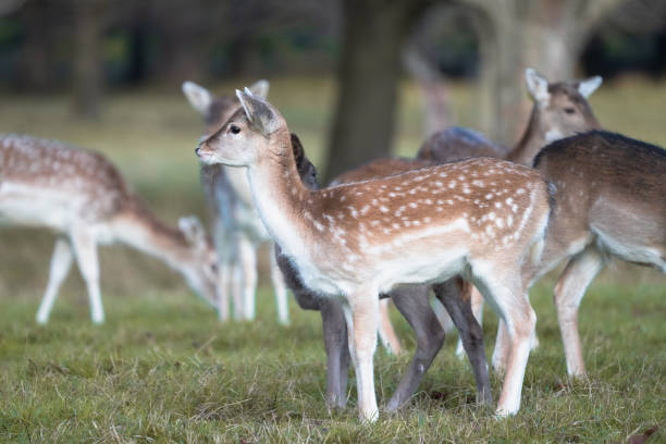 istock A young fawn fallow deer standing in a herd in grass 2186365019