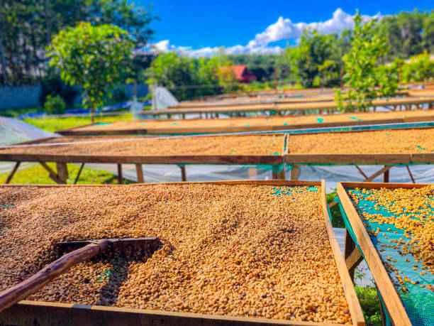 A coffee worker uses a rake to evenly turn parchment coffee and green coffee beans on raised drying beds under the bright sunlight. This traditional drying process ensures uniform exposure to the sun, enhancing bean quality and preventing uneven drying. The vibrant setting features rows of beans glistening under the clear blue sky, showcasing the dedication and precision involved in sun-drying techniques. Perfect for illustrating artisanal coffee processing methods.