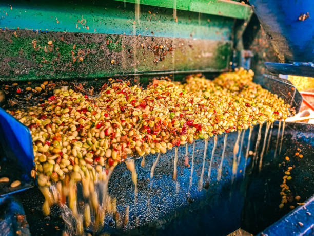 istock Freshly Harvested Red Coffee Cherries Being Pulped in a Coffee Processing Facility 2186376457