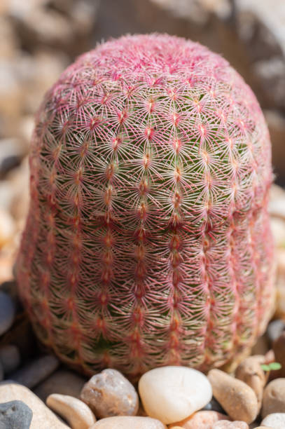 istock The hedgehog cactus is covered in colorful spines. 2186377246