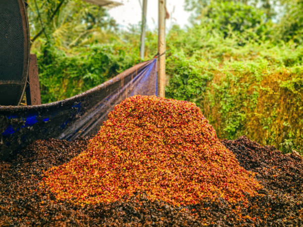 An image of the coffee cherry husk after being hulled, ready to be repurposed for composting. The husks, a byproduct of the coffee processing, are shown in a pile, demonstrating the sustainable practices in coffee farming. These coffee husks are rich in organic matter and are used to enrich the soil, contributing to sustainable agricultural practices. The process of utilizing waste materials like these husks aligns with eco-friendly farming methods that promote the health of the land while reducing waste.