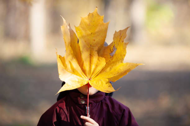 Little boy hiding his face behind huge autumn maple leaf. Autumn mood, stylish lifestyle photo.
