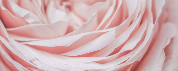 istock Pink pale rose flower petals, soft focus. Macro flowers backdrop 2186383532