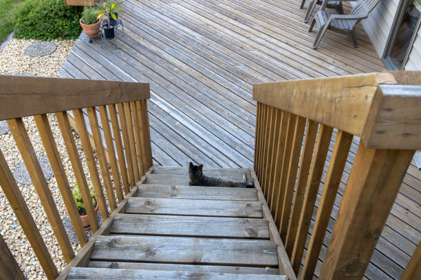 istock Gray tabby cat relaxing on the bottom step of a deck stairway 2186387504