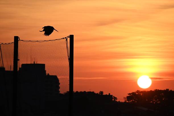 Crows in natural scenery. Wild bird background material.