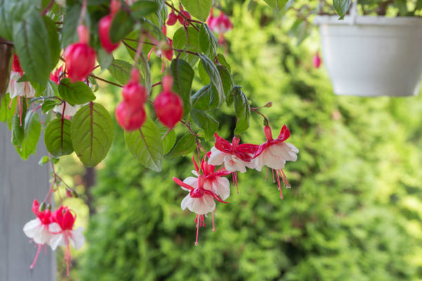 Fuchsia Snow Burner. Large double flowers adorned with bright red sepals and an elegantly ruffled, white corolla. Selective focus. Floral background.