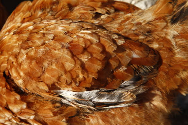 istock Texture of chicken feathers 2186395850
