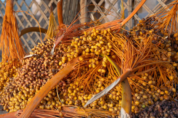 The tradition of sun-dried dates from the palm tree