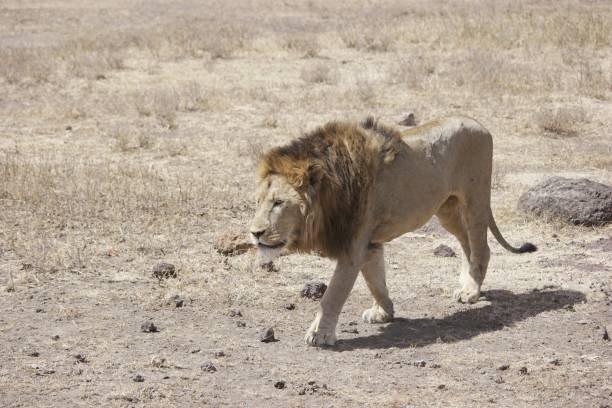 A solitary male lion with a thick mane strides through a dry, golden savanna landscape. The ground is parched and scattered with rocks, characteristic of an arid environment.