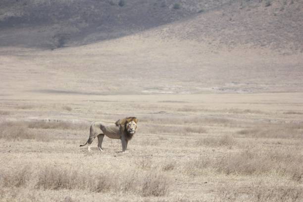 Adult male lion resting and looking around in brown green grass of ngorongoro crater