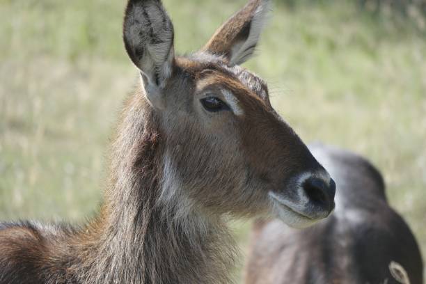 istock Close-up of a Waterbuck 2186404216