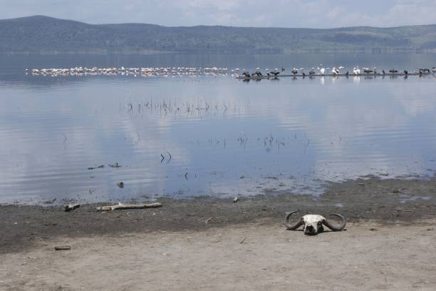 istock Buffalo Skull by the Water's Edge 2186404230