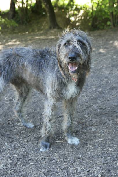 istock Gray and White Mixed Breed Dog in Park 2186404249