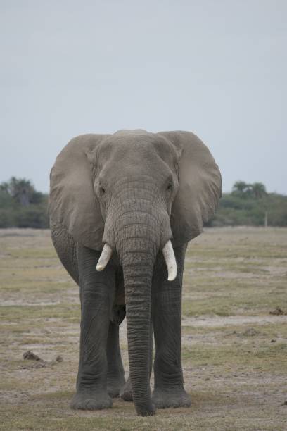 istock African Elephant in Natural Habitat 2186404874