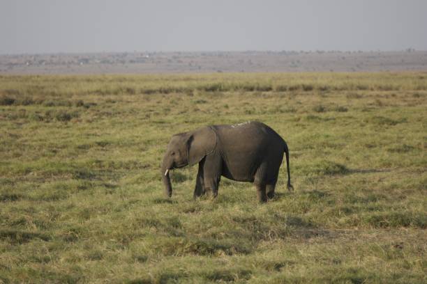 istock African Elephant in Grassland 2186404891