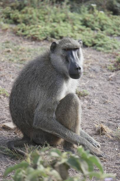 istock Male Baboon in Natural Habitat 2186404918