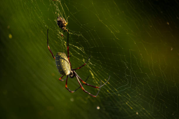 istock Golden orb spider feeding on a fly trapped in a web 2186411100