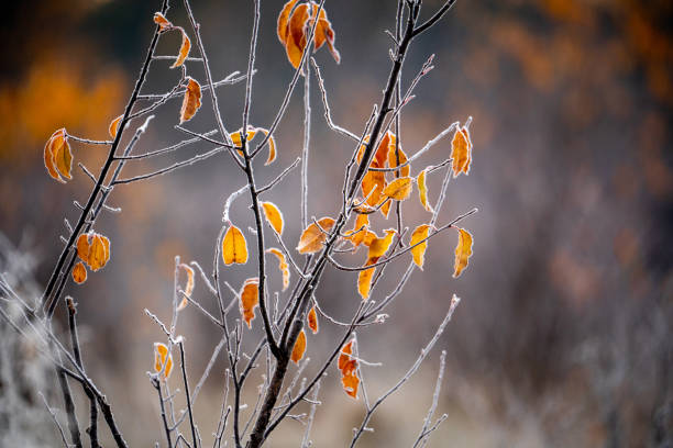Sparse branches with frosty edges hold vibrant orange autumn leaves. Blurred natural background creates a cold yet colorful contrast