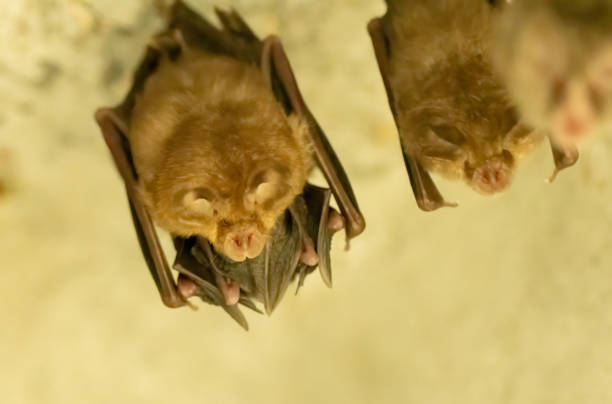 istock A group of bats sitting in the day under bridge 2186411525
