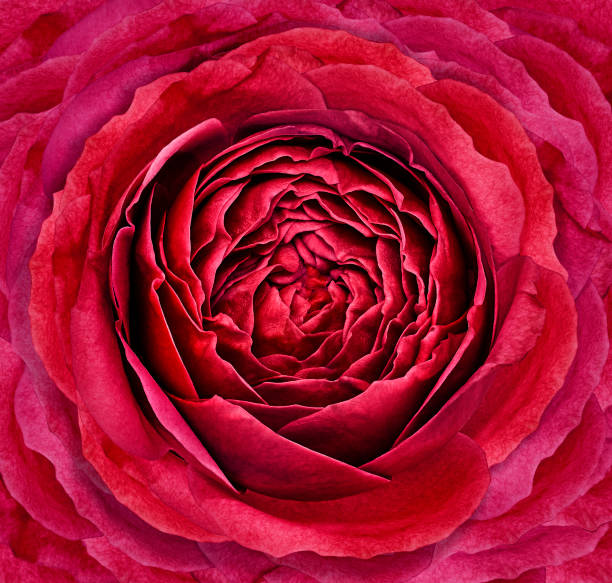 istock Red  Rose flower.  Closeup.  Floral background. 2186411732