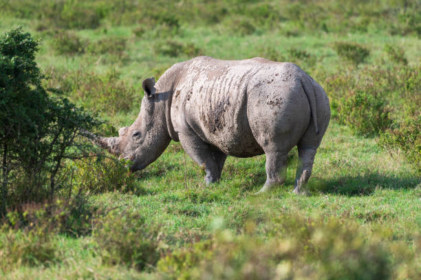istock White Rhino with her young 2186411811