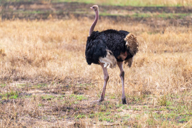 istock Ostriches in the Serengeti 2186411819