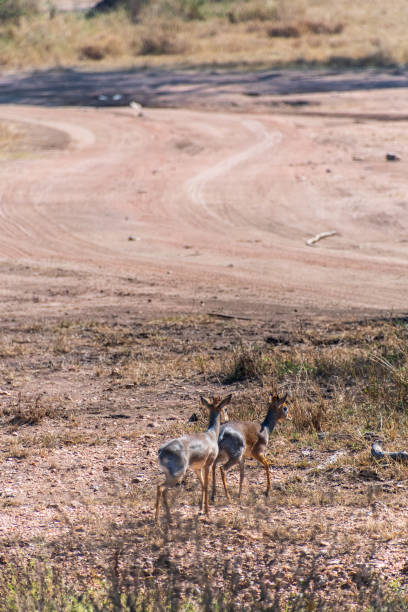 istock Close-up of a Dik dik 2186411839