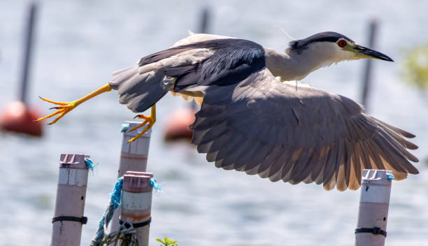 istock Black-crowned Night Heron in breeding colony 2186411899