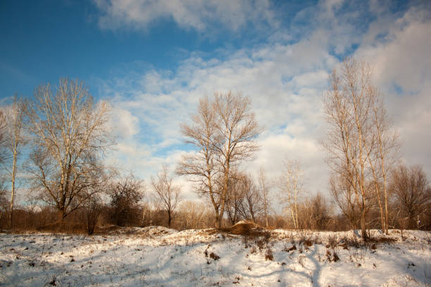 istock snow covered trees in the winter 2186412491