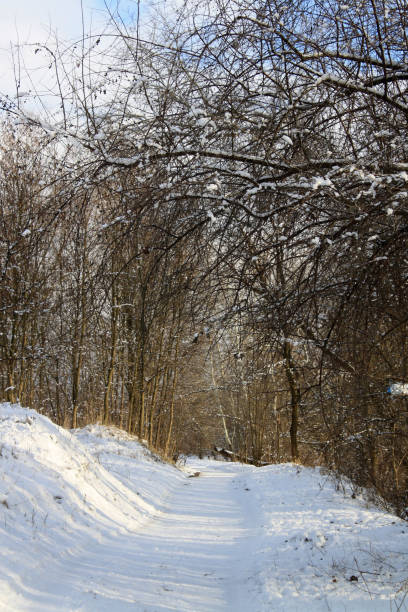 istock snow covered trees in the winter 2186412493