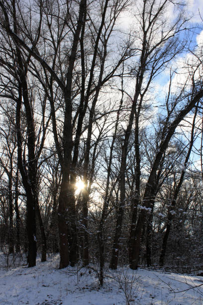 Winter forest in the snowy sunny weather