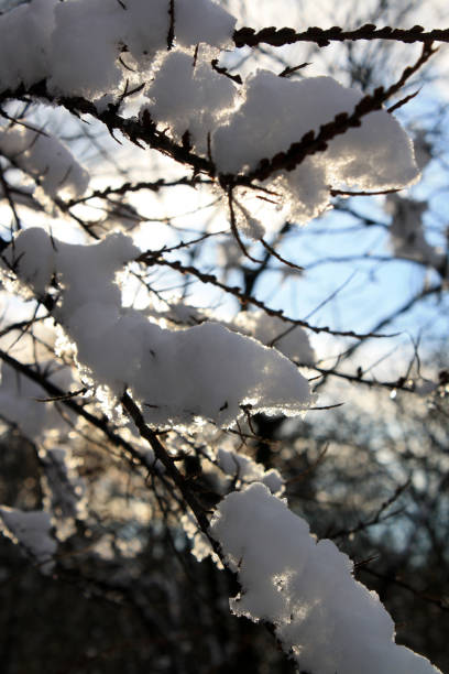 snow covered trees in the winter.