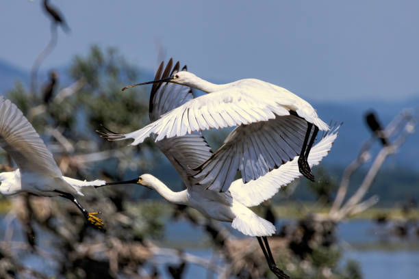 istock Eurasian Spoonbill in natural habitat 2186412709