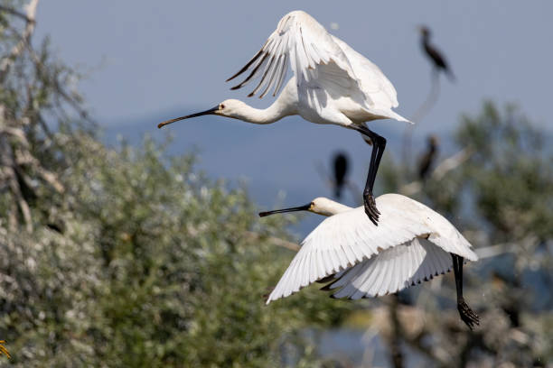 Eurasian Spoonbill in natural habitat