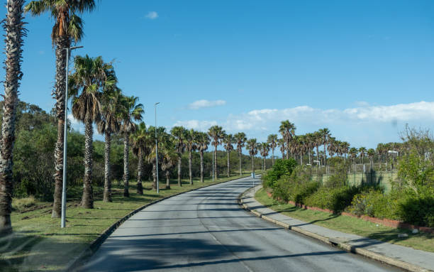 istock Palm trees along the empty road, blue sky, sunny day 2186413020