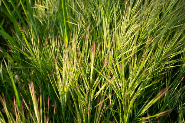 istock Dried green grasses in a sunny day 2186413069