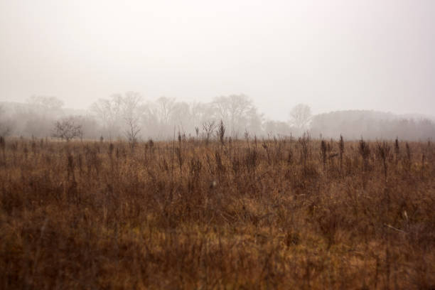 istock a forest with trees and a road with a road in the background 2186413205