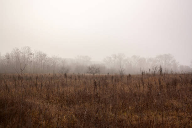 istock a forest with trees and a road with a road in the background 2186413217