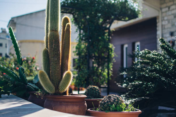 istock huge cactus decorates the yard of a house 2186413534