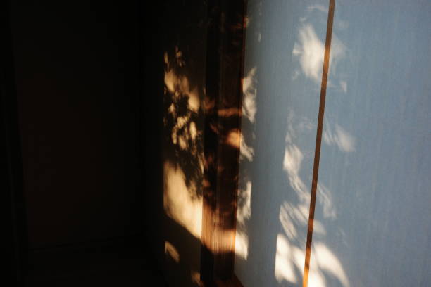 A close-up of a tree's shadow gently cast on a wall, creating a minimalist and Zen-inspired atmosphere. The simplicity and calmness of the shadow evoke tranquility, reflecting the essence of Japanese Zen design. This image is ideal for themes of nature, minimalism, and peaceful living spaces, making it perfect for use in interior design, wellness, and cultural projects.