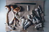 technologie-und-anbau-psilocybe-cubensis