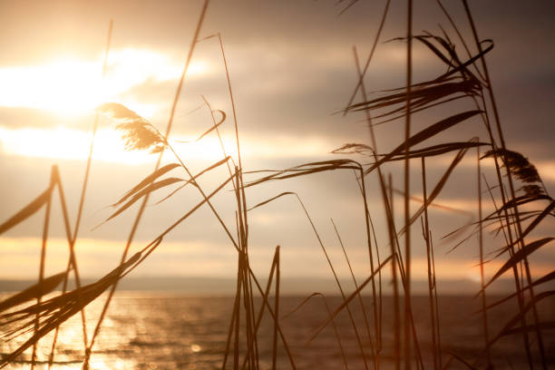 istock a field of grass with the sun shining through it 2186415032