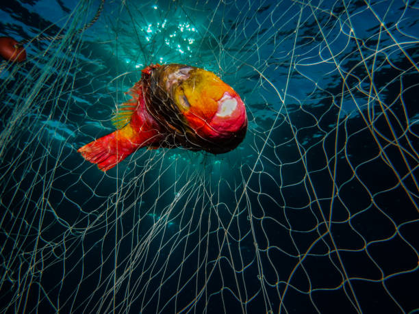 istock A beautiful parrot fish entangled in fishing nets 2186415489
