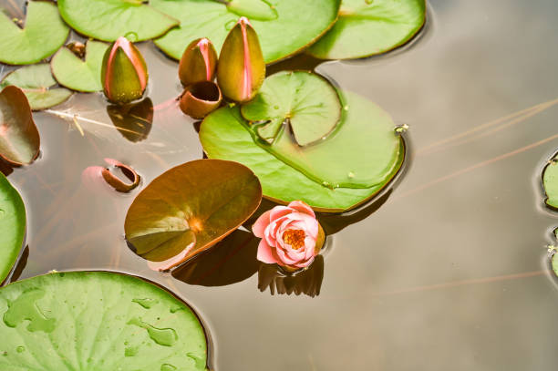 lotus flower in a botanical garden.