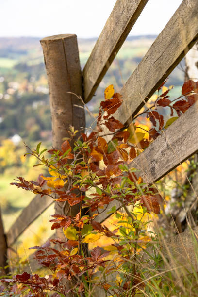 Autumn background. Bright orange berries, very flowers and leaves on a brown wood background.
